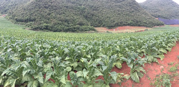 新型叶面肥—— 超敏蛋白肥料在红河地区烟草花叶病 灾后修复试验效果显著