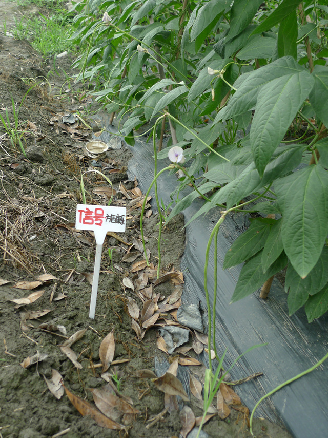 云南豇豆试验基地