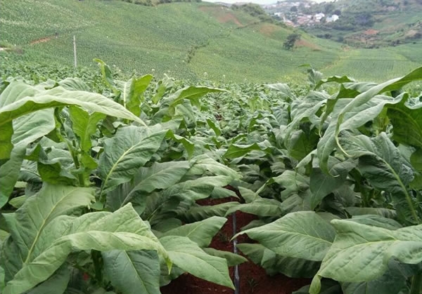 云南红河州烟草示范区应用超敏蛋白肥料成效显著