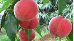 桃树营养缺失症状及使用生物肥料进行防治