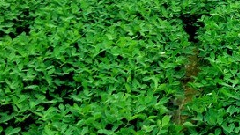 优化种植结构 使用生物肥料 助农丰产增收——梨树县全面推进农业产业结构调整