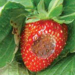 草莓炭疽病的症状识别与防治