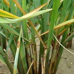 水稻纹枯病症状及防治方法