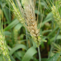 小麦赤霉病症状及防治方法