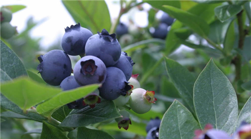 蓝莓种植,生物农药,甜蜜果,蓝莓
