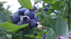蓝莓种植施用生物农药 芒市中山乡  傈僳群众收获“甜蜜果”