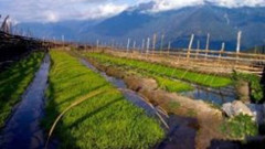 甘肃天水探索绿色农业资源化利用  尾菜回田变身生物肥料