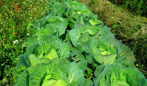 生物肥料,绿色农业,资源化利用,尾菜