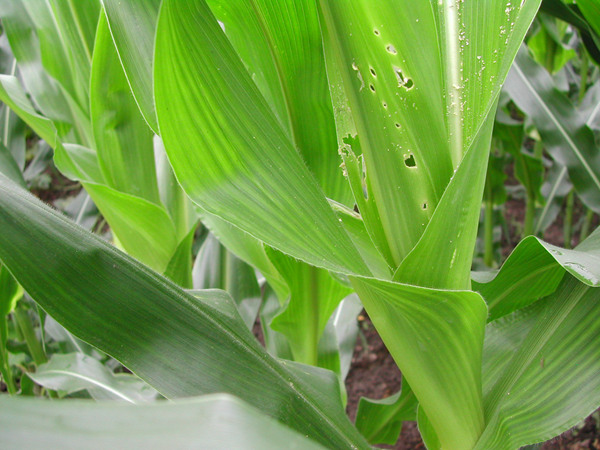 叶面肥料,植物免疫诱抗剂,病虫害防治