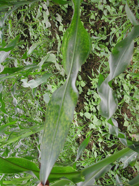 叶面肥料,植物免疫诱抗剂,病虫害防治