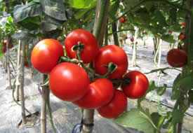 新型叶面肥料“植物免疫诱抗剂”——番茄少生病、早上市、品相佳