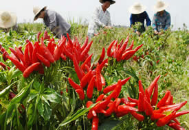 新型生物肥料，超敏蛋白制剂——提升辣椒品质涨势旺、病害少