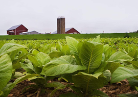 云南红河州烟草示范区应用超敏蛋白肥料成效显著