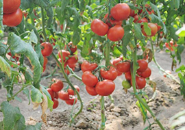 有机蔬菜必备，新型生物肥料-植物免疫诱抗剂在多利有机农庄大棚番茄实验全过程记录
