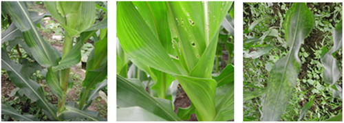 叶面肥料,植物免疫诱抗剂,超敏蛋白