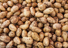 生物肥料：超敏蛋白“信号施康乐”马铃薯增产对比试验总结（五）