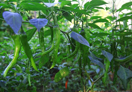 新型叶面肥料：植物免疫诱抗剂“信号施康乐”辣椒增产及病害预防试验总结（二）