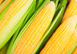 生物农药——超敏蛋白“信号施康乐”玉米增产试验总结（三）