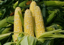新型生物肥料：植物免疫诱抗剂“信号施康乐”玉米增产试验总结（二）