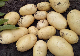 新型叶面肥料：超敏蛋白“信号施康乐”马铃薯增产试验总结（二）