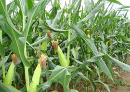 新型水溶肥料：超敏蛋白玉米增产试验总结（一）
