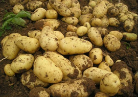 新型生物肥料：植物免疫诱抗剂“信号施康乐” 马铃薯增产试验总结（一）