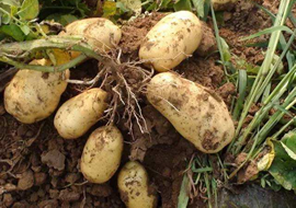 新型叶面肥料：植物免疫诱抗剂“信号施康乐”在德阳市马铃薯田间病害预防应用中的实验总结