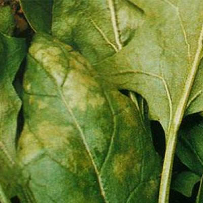 植物免疫诱抗剂对菠菜霜霉病的预防应用