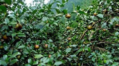 生物农药：广西三江满山绿色喜人，精准扶贫让农民增收