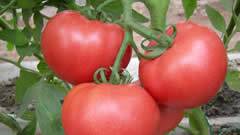 日光温室西红柿种植技术及使用新型叶面肥料——植物免疫诱抗剂进行病害预防