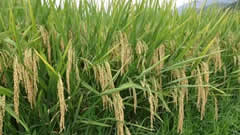 植物免疫诱抗剂：种子自身的抗病属性很关键  杂交水稻的前世今生  袁隆平是否被严重过誉