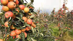 蛋白农药新闻：甘肃礼县苹果品质提升显著，小苹果成为大产业