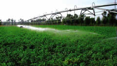 山东利津着力调整农业产业结构,生物肥料种出绿色食品