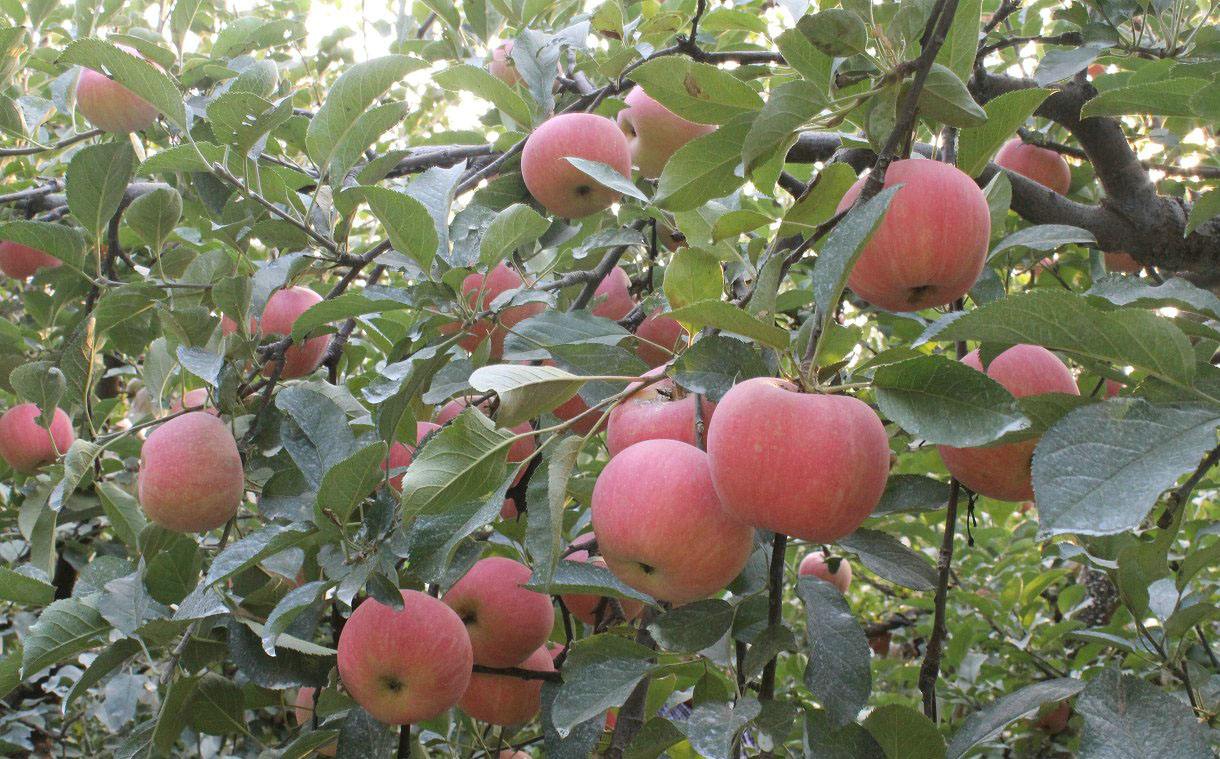 红富士,苹果,无公害栽培,栽培技术