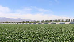 高台推行有机肥料、植物免疫诱抗剂等绿色农业技术，创建蔬菜绿色高产示范县