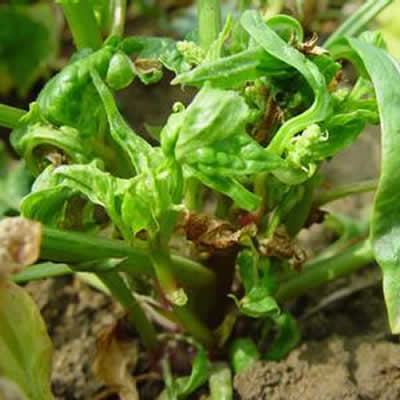 菠菜枯萎病病症及使用植物免疫诱抗剂进行预防