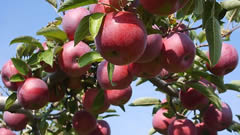 苹果有机肥料、新型水溶肥料替代化肥应用技术