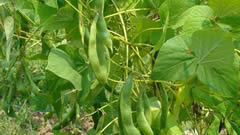 四季豆种植技术及新型叶面肥料使用方法