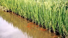 使用有机除草肥、超敏蛋白，实施稻田综合种养，黔北粮仓探索“绿色稻+”