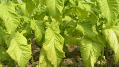 植物免疫诱抗剂新闻：凉山建立生态烟叶种植集成体系，绿肥、蛋白肥料提升烟叶质量