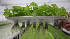 水培有机蔬菜高效便捷，直供餐馆和家庭实现高收益