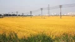 有机农业不是空口白话，重庆梁平区有机稻种植基地喜迎丰收