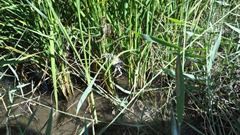 使用植物免疫诱抗剂、蟹稻共养等技术，黑龙江鸡东县实现水稻种植绿色发展