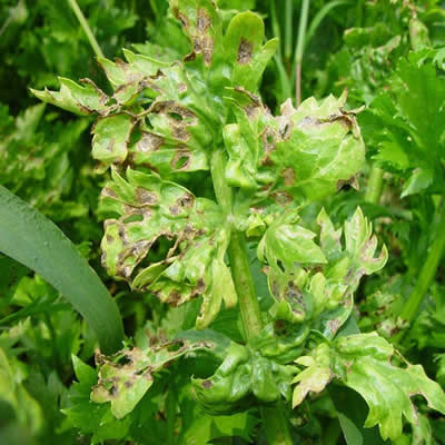 芹菜斑枯病病症及使用新型植物免疫诱抗剂进行预防