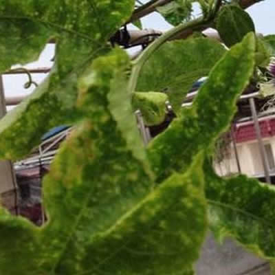 使用新型叶面肥料预防百香果花叶病毒病