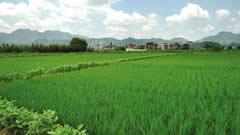 上海调整要素和资源配置方向，发展高效生态有机农业、绿色农业
