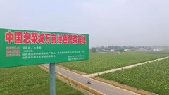 四川眉山使用生物农药、有机肥料进行种植，产出绿色健康的东坡泡菜