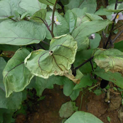 茄子黄萎病症状及使用新型水溶肥料预防