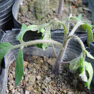 使用植物免疫诱抗剂预防茄子立枯病