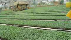 推进新型水溶肥料、有机肥料使用，加快设施蔬菜绿色发展